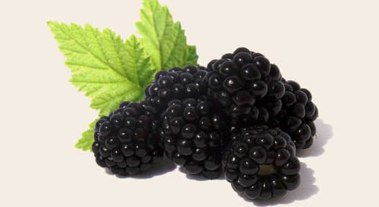 Blackberries, fruit, health — Medicare Advantage plans 2026 include vision hardware allowances for new eyeglasses
