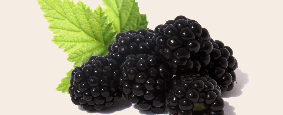Blackberries, fruit, health — Medicare Advantage plans 2026 include vision hardware allowances for new eyeglasses